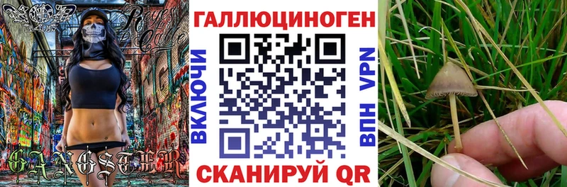 сколько стоит  Химки  Галлюциногенные грибы Psilocybe 